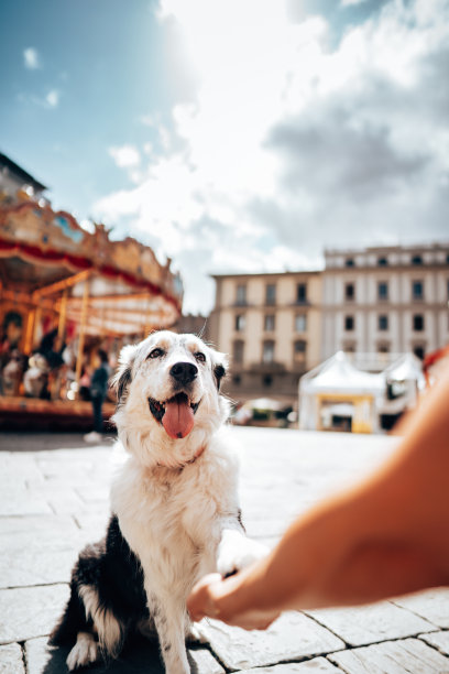 边境牧羊犬肖像图片下载