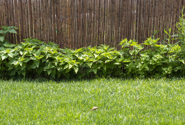 竹制栅栏图片下载