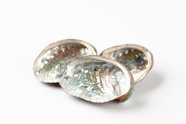 鲍鱼壳图片下载