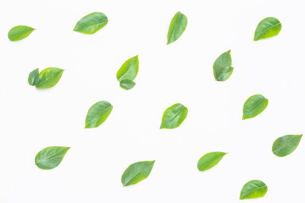 白色背景上可爱的小绿叶图片下载