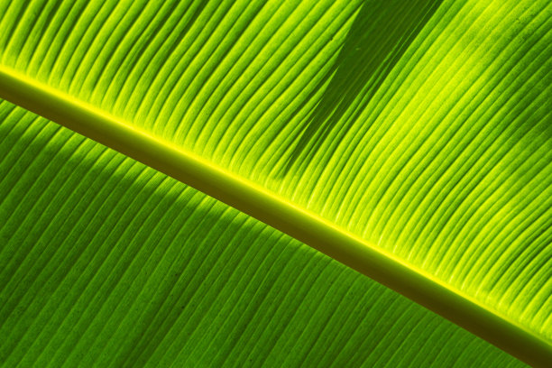 阳光下的芭蕉叶图片下载