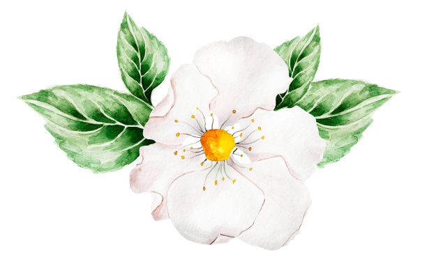 叶间白花水彩图片下载