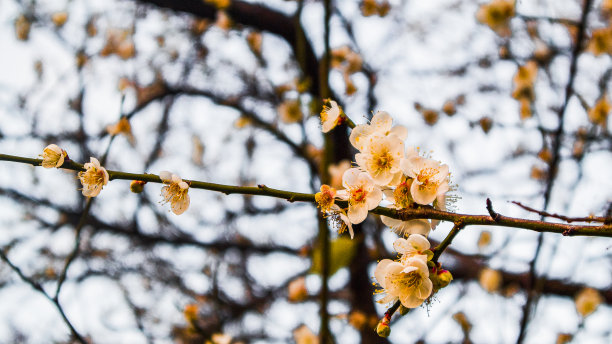 美丽的梅花图片下载