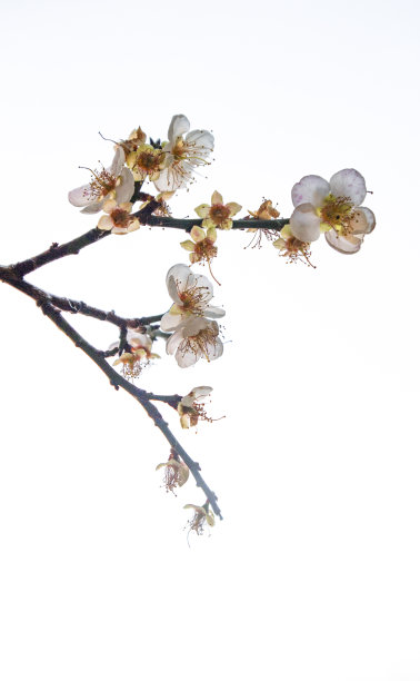 美丽的梅花图片下载