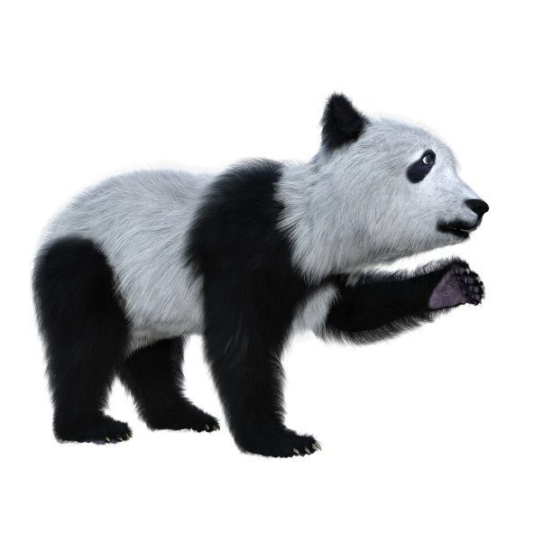 3D渲染的一个大熊猫幼崽站在一个爪子举起孤立在白色。图片下载