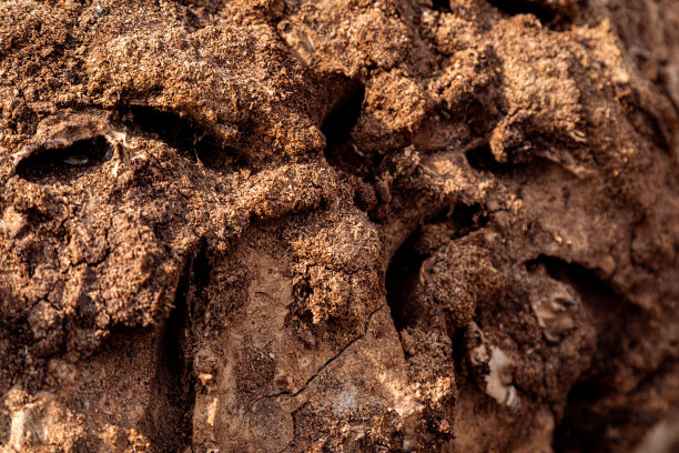 腐烂树皮的纹理图片下载