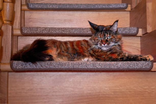 一只缅因浣熊趴在房子里的木台阶上图片下载