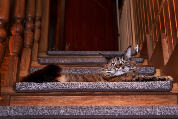 一只缅因浣熊趴在房子里的木台阶上图片下载