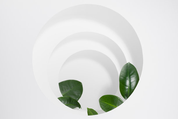 时尚场景模型，白色圆圈框架作为利基与透视，榕树绿色树叶，展示化妆品产品，商品，设计，广告在优雅的现代简约风格。图片下载