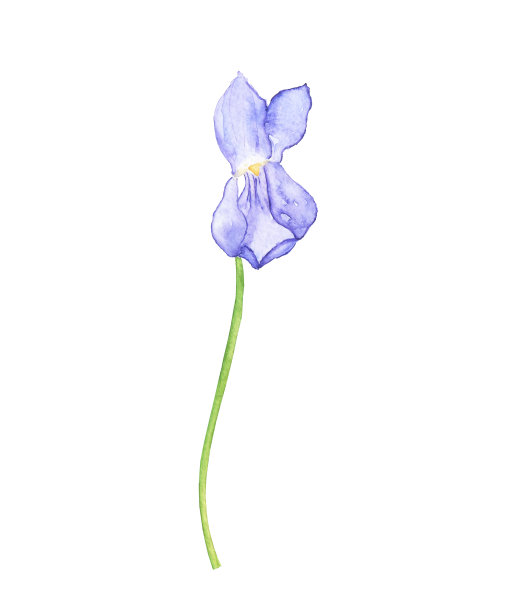 木紫罗兰花孤立在白色背景上。水彩手绘插图。设计中提琴佐治亚元素。图片下载