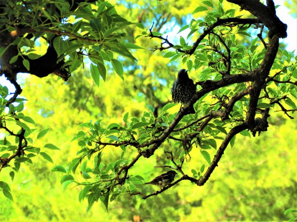 Sturnus -椋鸟。图片下载