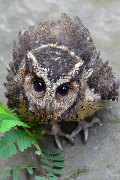可爱的猫头鹰图片下载