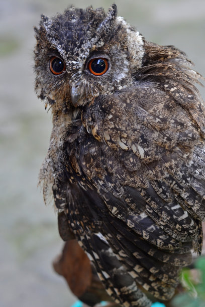 可爱的猫头鹰图片下载