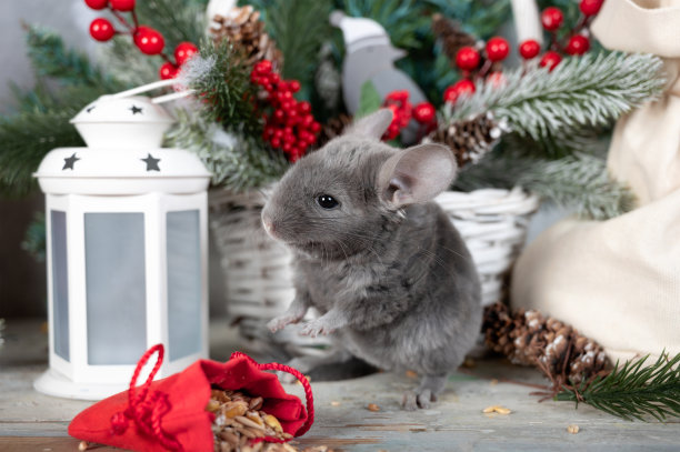带着节日食物袋的有趣的栗鼠图片下载