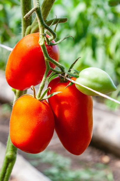 西红柿在温室里成熟图片下载