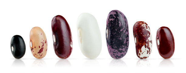 设置不同的豆子孤立在白色背景上图片下载