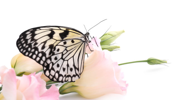 美丽的宣纸蝴蝶坐在杜鹃花在白色的背景图片下载