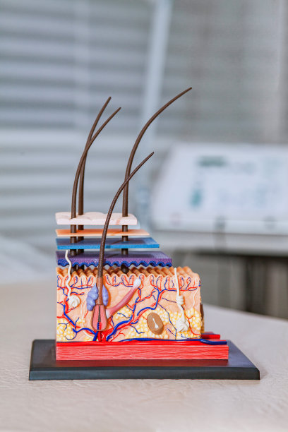 皮肤结构的塑料模型与头发教育在美容师的办公室背景下的设备脱毛图片下载