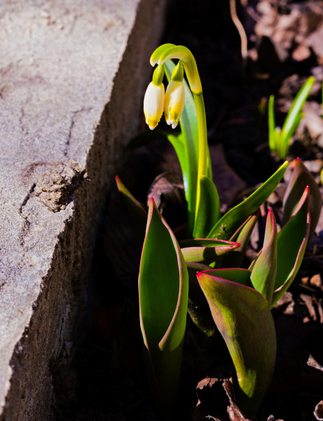 雪花莲又名galanthus早春白嫩的花在褐色的去年秋天的叶子。一张带有文本空白拷贝空间的照片图片下载