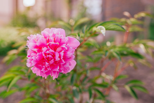 琥珀色背景上盛开的牡丹花蕾图片下载