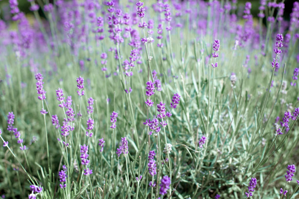 薰衣草花密集在田野里图片下载