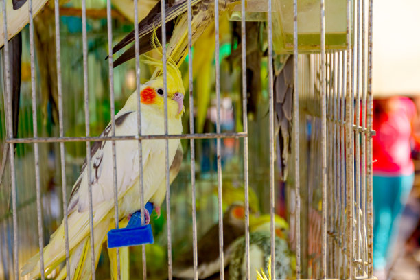 家养宠物鸟，笼子里的若虫准备出售图片下载