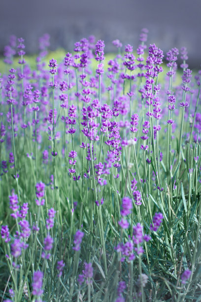 薰衣草花密集在田野里图片下载