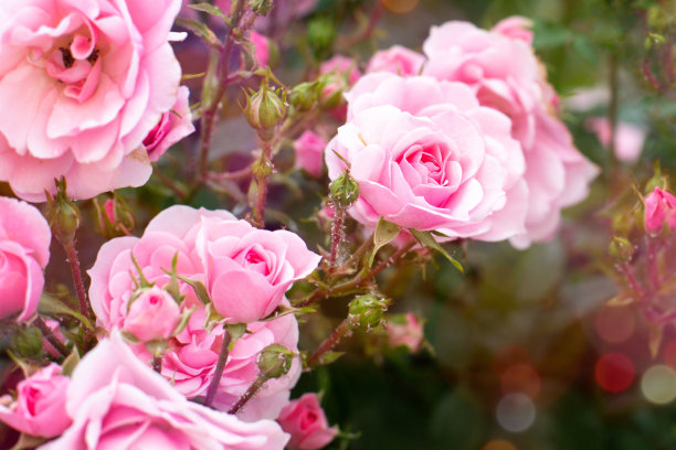 开着花蕾的粉红玫瑰图片下载