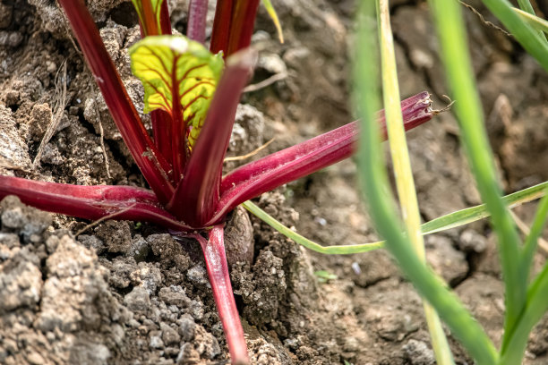 新鲜的甜菜根水果图片下载