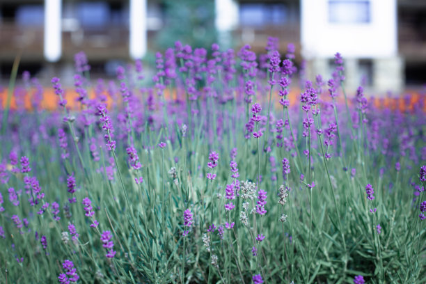 熏衣草把花坛围住了图片下载
