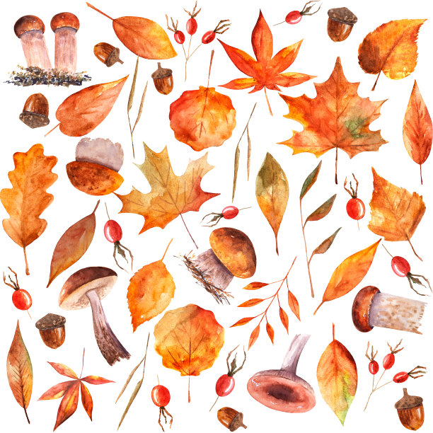无缝图案与秋天的叶子，浆果和蘑菇在白色的背景。蘑菇的手工插图。秋叶和浆果水彩画图片下载