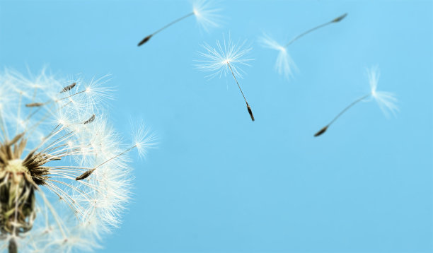 白色的蒲公英与种子飞离蓝天背景，特写镜头图片下载
