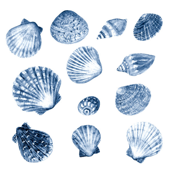 海贝设置水彩插图。水彩手绘海贝壳孤立在白色背景图片下载