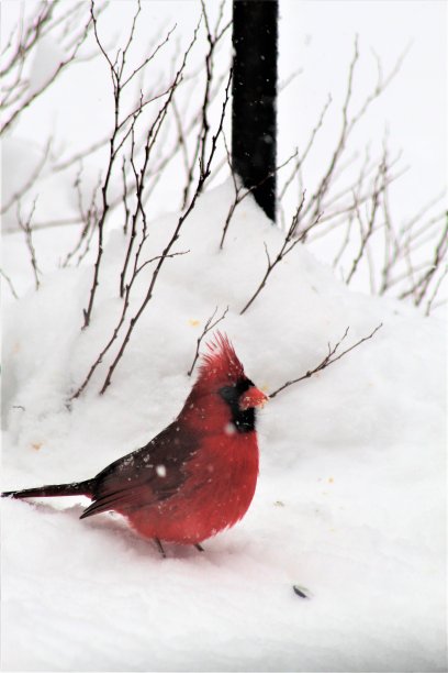 免费照片-明亮的彩色男性红衣主教在雪-网站，自然博客，和广告的最好的鸟背景-英俊的男性红衣主教在地面上寻找一些种子-孤立的近距离照片的美丽的红色鸟在冬天图片下载