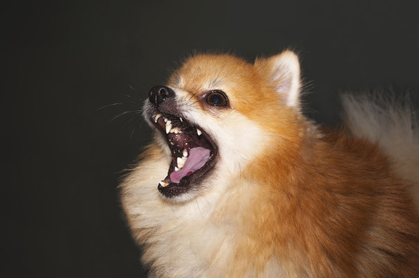 小狗品种博美犬表现出攻击性图片下载