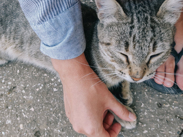 人与动物的友谊。主人和一只灰猫的可爱照片。一个女孩抓着一只灰色的猫的爪子图片下载