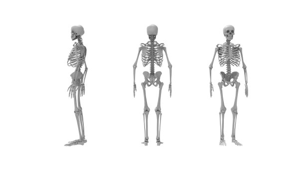 在白色工作室背景中孤立的人体骨骼的3D渲染图片下载