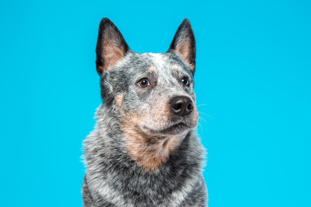 蓝色背景下严肃的蓝色赫勒犬或澳洲牧牛犬面部特写，留白图片下载