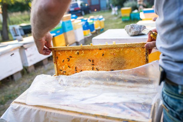 傍晚，在落日的余晖中，养蜂人在蜂房里检查蜂王的蜂房框架。养蜂人在蜂巢共享框架与蜂巢工具。村里坏树上的蜂箱。私人养蜂场，软焦点。图片下载