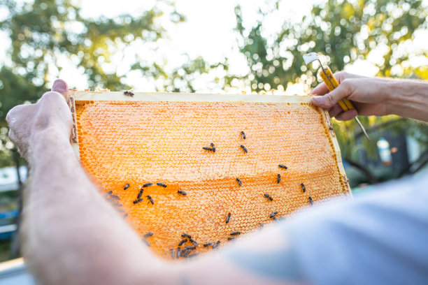 傍晚，在落日的余晖中，养蜂人在蜂房里检查蜂王的蜂房框架。养蜂人在蜂巢共享框架与蜂巢工具。村里坏树上的蜂箱。私人养蜂场，软焦点。图片下载