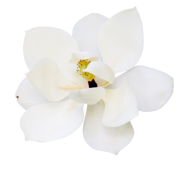 大细白玉兰开花在白色图片下载