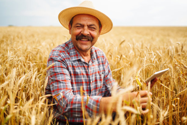 农民在麦田里。增长自然收获。农业、园艺或生态学概念。图片下载