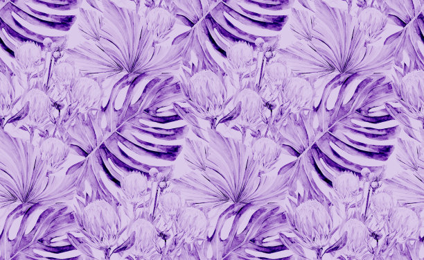 紫色无缝水彩图案与protea花和怪物的叶子图片下载
