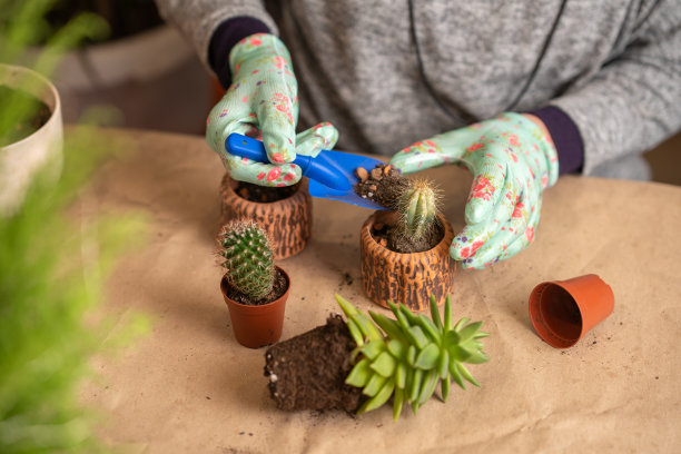 一个女人正在把仙人掌和多肉植物移植到新的花盆里图片下载