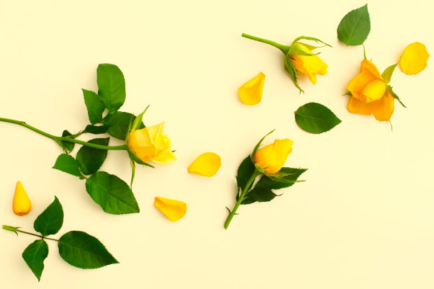 美丽的黄色玫瑰与绿色的叶子和花瓣在黄色的背景图片下载