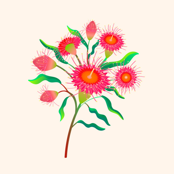 Corymbia ficifolia。澳大利亚花。矢量插图孤立在白色背景上。图片下载