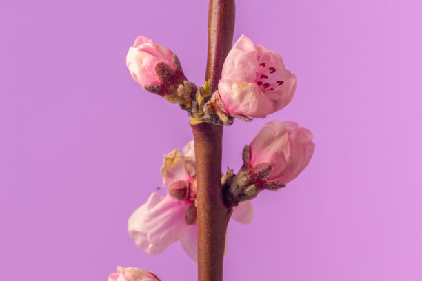 粉色背景下的桃花盛开照片图片下载