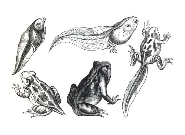 从蝌蚪到青蛙的阶段。青蛙蜕变。青蛙生命周期的5个阶段。手绘复古或古董插图。图片下载