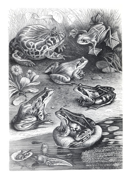 青蛙合集： विविध青蛙种类手绘复古插画，包括爱德华树蛙、角花蟾和欧洲林蛙图片下载