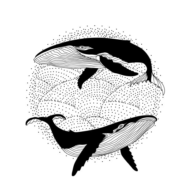 一对鲸鱼在海浪上图片下载